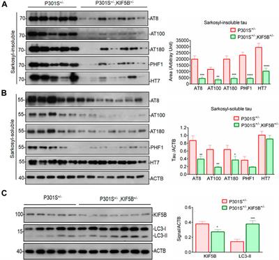 Reduction of kinesin I heavy chain decreases tau hyperphosphorylation, aggregation, and memory impairment in Alzheimer’s disease and tauopathy models